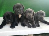 Yüksek Kali̇teli̇ Cane Corso Yavrulari