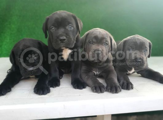 Yüksek Kali̇teli̇ Cane Corso Yavrulari görsel