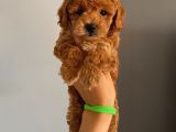 Ev Ortamında Büyüyen Poodle Bebekler