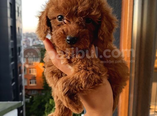 Minyatür Ve Toy Seçenekli Poodle Bebişler görsel