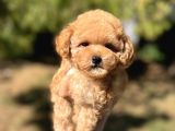 Di̇şi̇ Mi̇ni̇ Toy Poodle Bebeği̇mi̇z