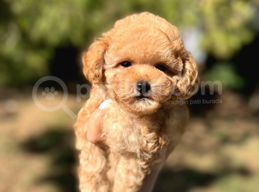 Di̇şi̇ Mi̇ni̇ Toy Poodle Bebeği̇mi̇z görsel