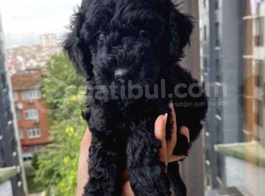 Muhteşem Black Bebi̇şler görsel