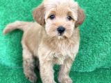 Orji̇nal Red Ve Apri̇cot Malti̇poo Yavrulari