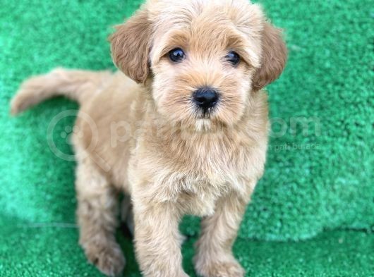 Orji̇nal Red Ve Apri̇cot Malti̇poo Yavrulari görsel
