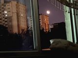 Kayıp Kedimiz Gofi