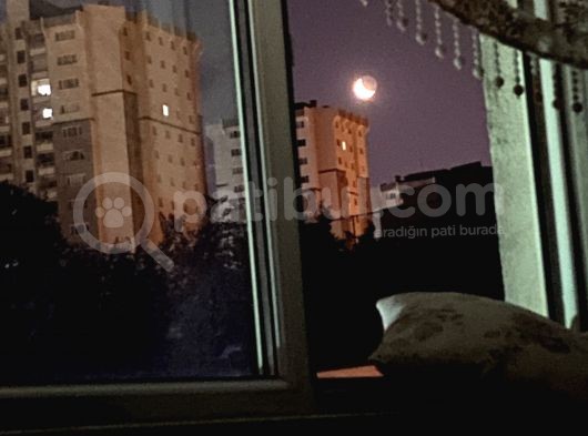 Kayıp Kedimiz Gofi görsel