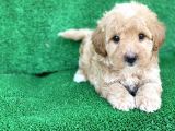 Orji̇nal Red Ve Apri̇cot Malti̇poo Yavrulari