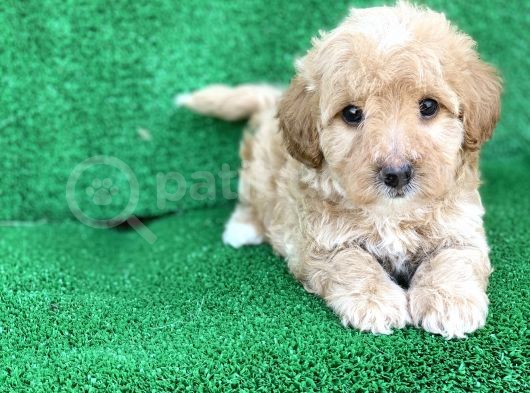 Orji̇nal Red Ve Apri̇cot Malti̇poo Yavrulari görsel