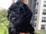 Muhteşem Black Bebi̇şler