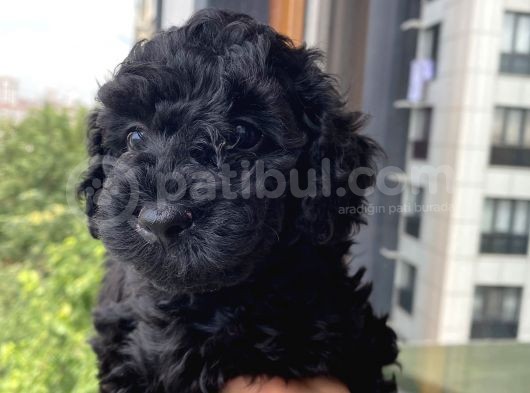 Muhteşem Black Bebi̇şler görsel