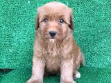 Orji̇nal Red Ve Apri̇cot Malti̇poo Yavrulari