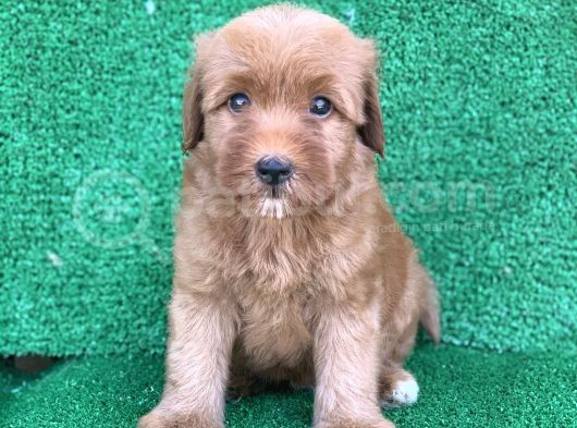 Orji̇nal Red Ve Apri̇cot Malti̇poo Yavrulari