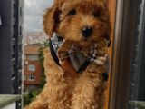 Safkan Ve Korekan Poodle Yavrular