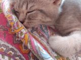 2.5 Aylık Kedi
