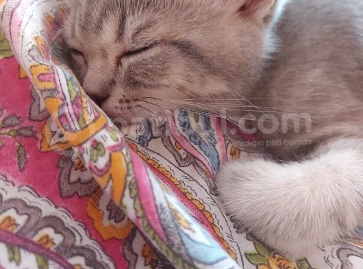 2.5 Aylık Kedi görsel