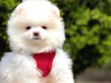 Safkan Teddy Face Pomeranian Yavruları
