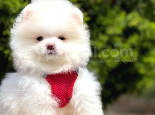 Safkan Teddy Face Pomeranian Yavruları görsel