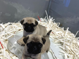 Pug Moops Yavrular