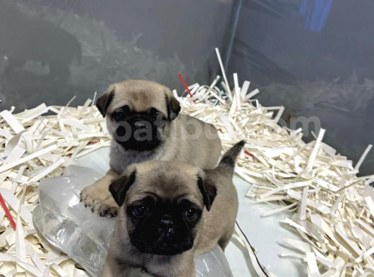Pug Moops Yavrular