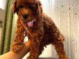 Safkan Ve Korekan Poodle Yavrular
