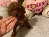 Peluş Oyuncak Gi̇bi̇ Toypoodle Bebekler
