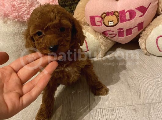 Peluş Oyuncak Gi̇bi̇ Toypoodle Bebekler görsel