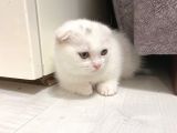 Scottish Fold Scottish Straight Kardeşler