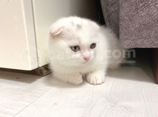 Scottish Fold Scottish Straight Kardeşler görsel