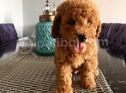Karamelll Toypoodle’ın Bebişleri görsel