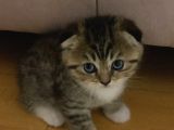 Silver Tabby