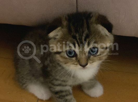 Silver Tabby
