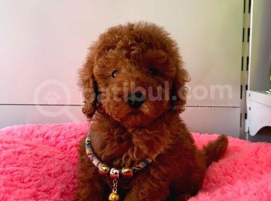 Safkan Toy Poodle Yavrularımız