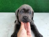 Yüksek Kali̇teli̇ Cane Corso Yavrulari