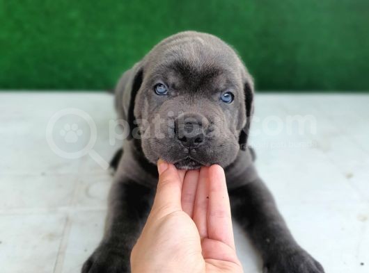 Yüksek Kali̇teli̇ Cane Corso Yavrulari görsel