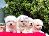 Sevimli Mini Boy Maltese Yavrular