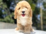 Bebek Yüzlü Malti̇poo Bebekler