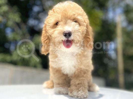 Bebek Yüzlü Malti̇poo Bebekler