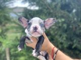 Di̇şi̇ Merle French Bulldog Yavrumuz