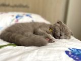 Di̇şi̇ Yavru Kedi̇