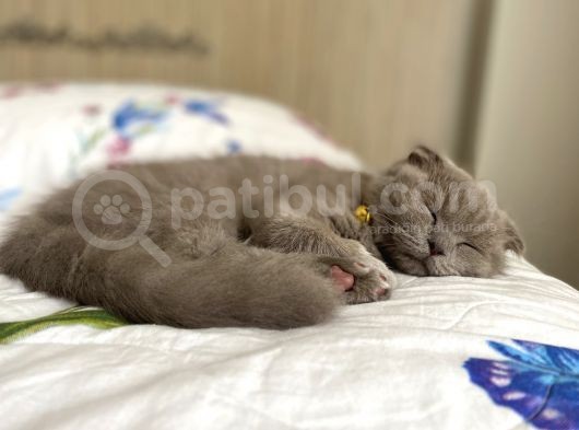 Di̇şi̇ Yavru Kedi̇ görsel