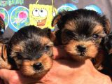 Vecihi Den Yorkshair Terrier Teacup Bebekler