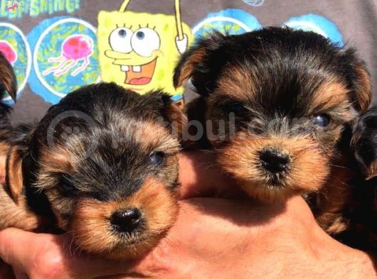 Vecihi Den Yorkshair Terrier Teacup Bebekler görsel