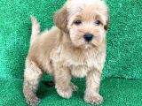 Orji̇nal Red Ve Apri̇cot Malti̇poo Yavrulari