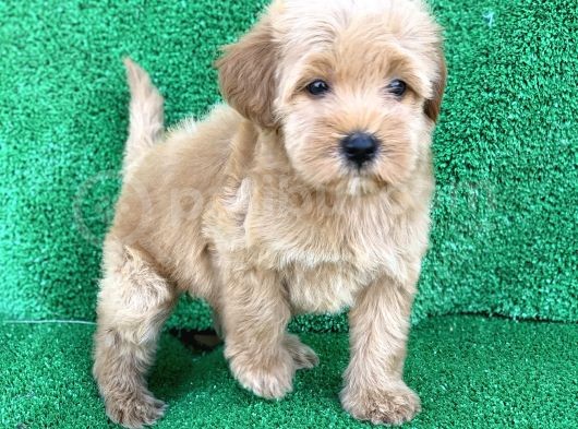 Orji̇nal Red Ve Apri̇cot Malti̇poo Yavrulari görsel
