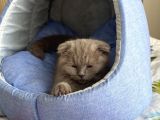 Di̇şi̇ Yavru Kedi̇