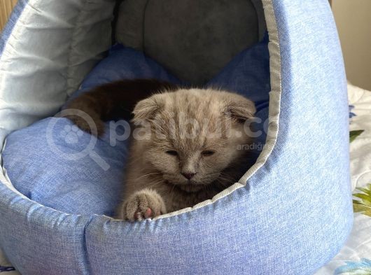 Di̇şi̇ Yavru Kedi̇ görsel