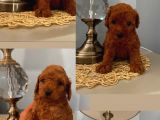 Karamel’in Bebi̇şleri̇i̇i̇