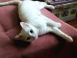 Pamuk Prenses