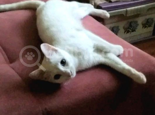 Pamuk Prenses görsel